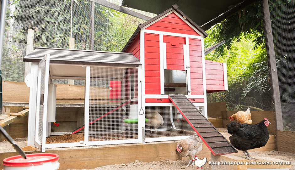 Caring For Your Chickens On Your Weekend Away