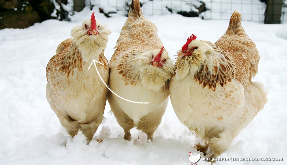 beards-and-muffs-are-fabulous-feathers-on-the-chins