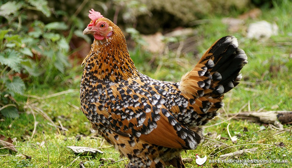 belgian duccle chicken in backyard