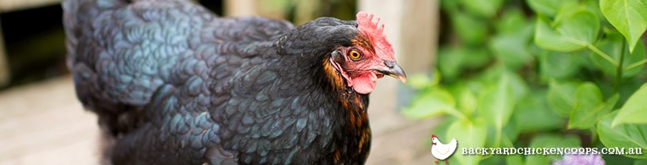 black-jersey-giant-chicken