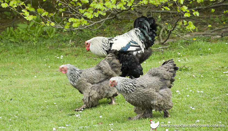 https://cdn.shopify.com/s/files/1/0039/4647/9689/files/brahma-chickens-rooster-in-backyard.jpg