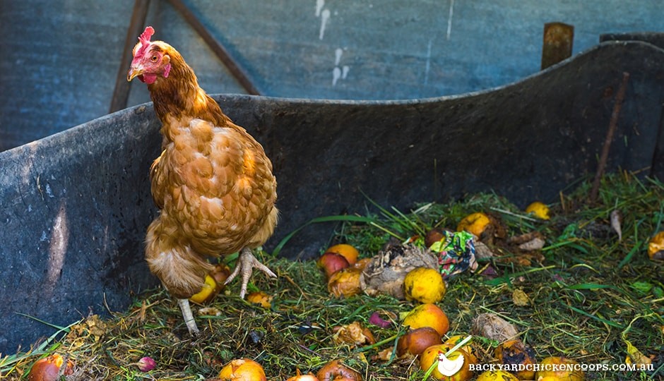 brown-chicken-walking-in-compost-bin