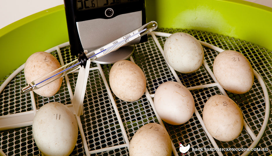 Egg Candling – Incubator Warehouse