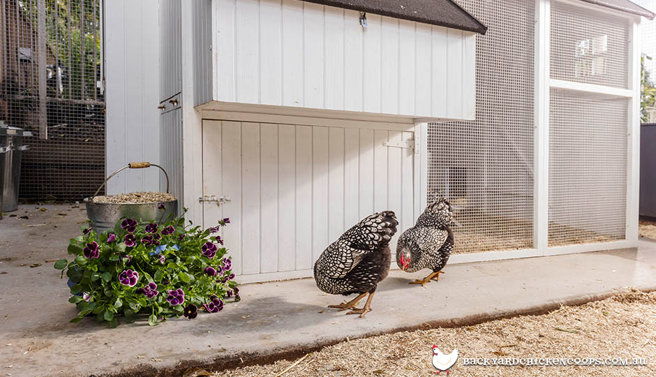 Chicken Run And Coop Landscaping Ideas