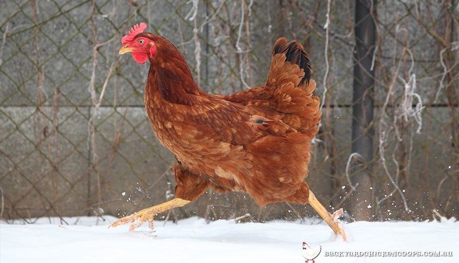 brown-chicken-running-in-snow