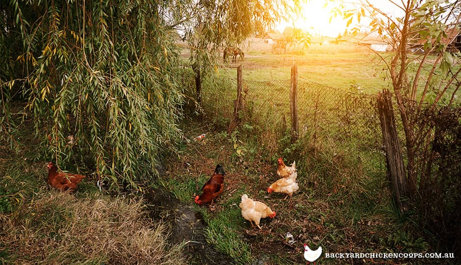 backyard-chickens-can't-flap-over-fences