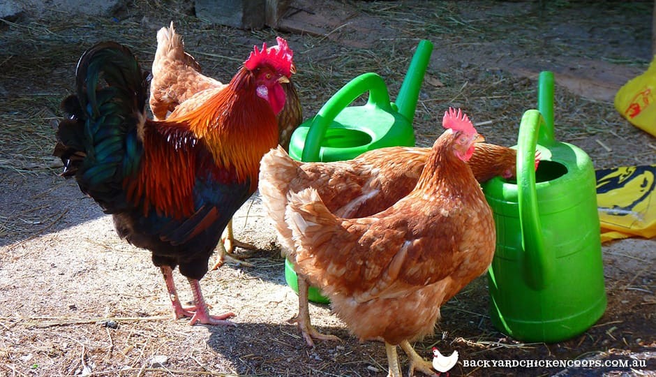 chickens-drinking-water-from-watering-can