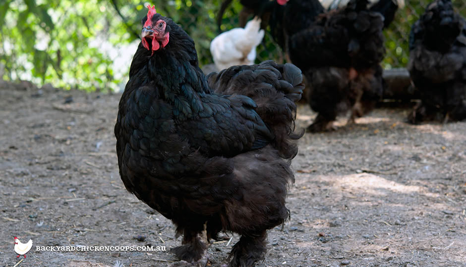 cochin chicken breed