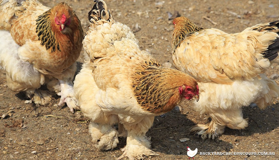 Chicken Identification Picture Chart