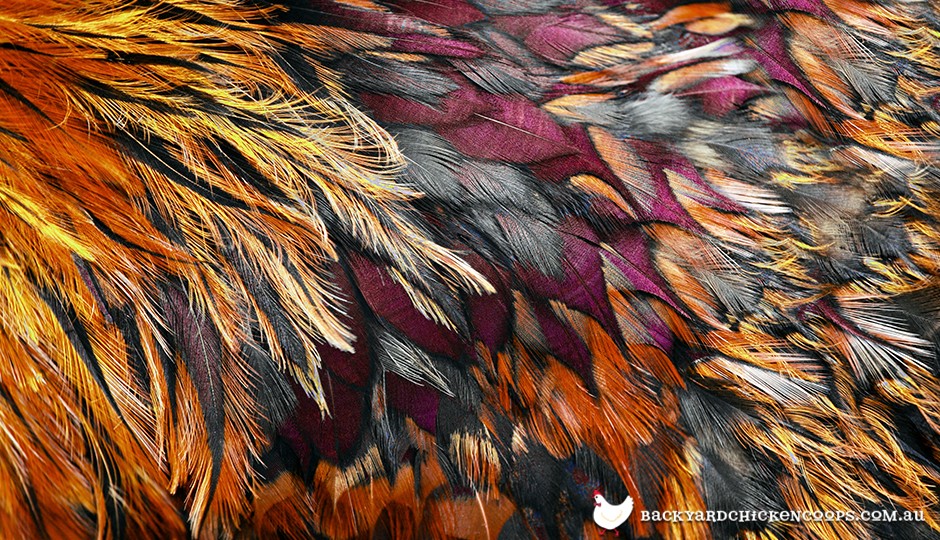 Pleasing Plumage: A Guide to Types & Markings of Chicken Feathers