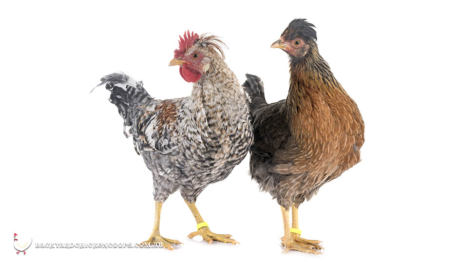 cream legbar chicken breed