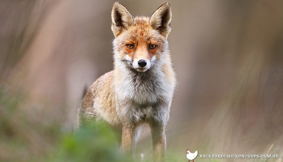 seeing a fox will scare your chickens, making them lay fewer eggs