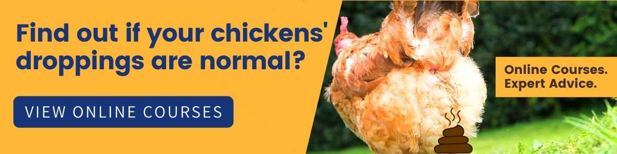 Diarrhoea-In-Chickens-Health-Course