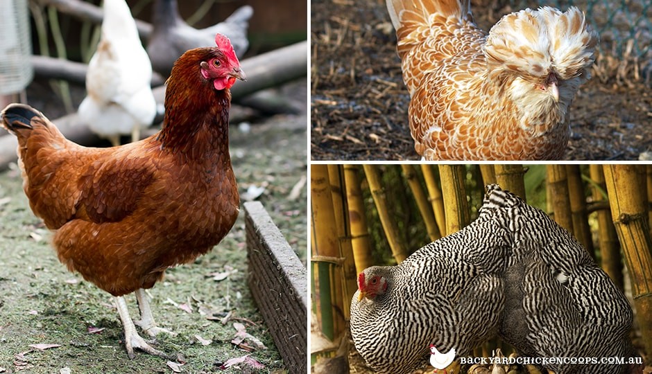 different-breeds-of-medium-chickens