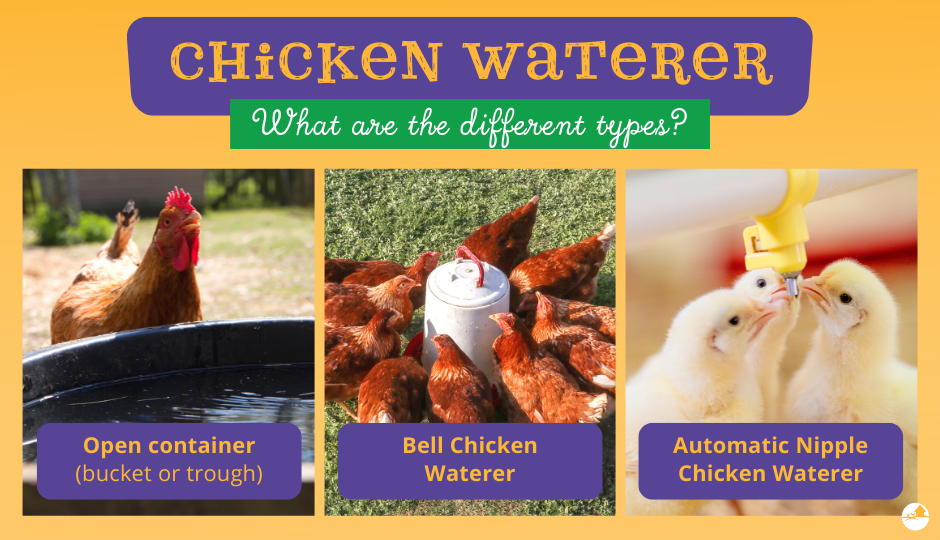 different styles of chicken waterer