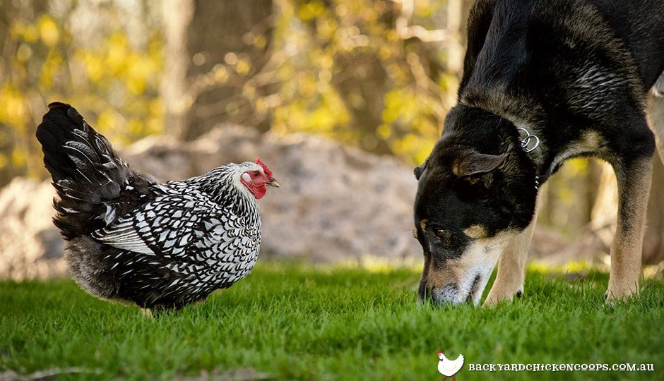 dogs can be the best friend for your flock