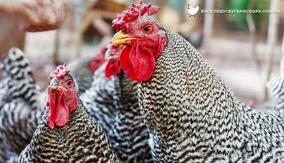 dominique chicken breed