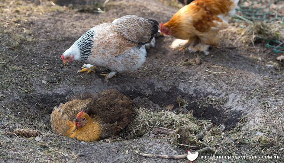 Why Do Chickens Dust Bathe?