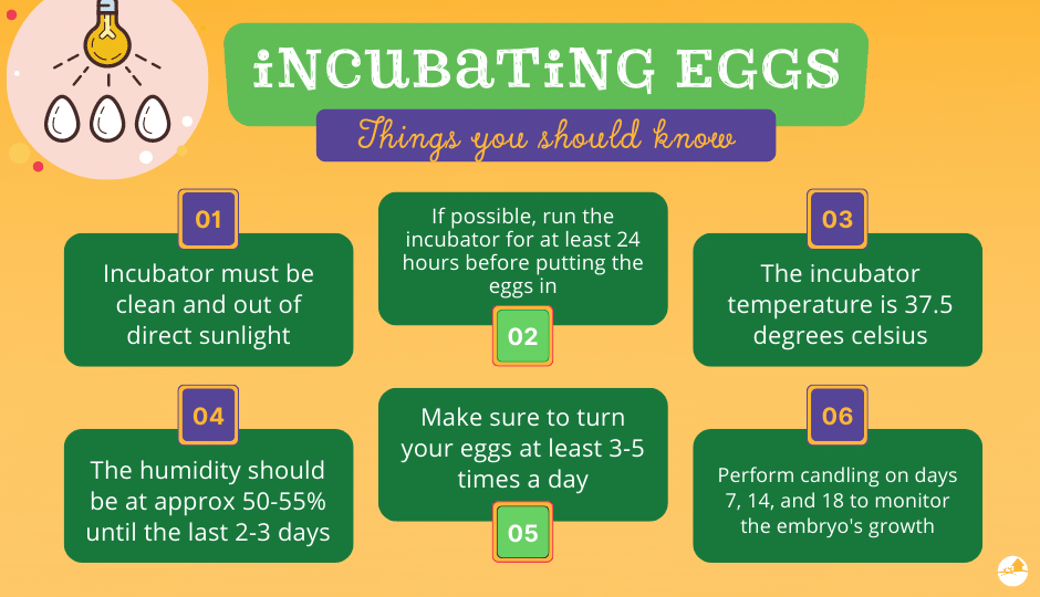 egg incubation facts