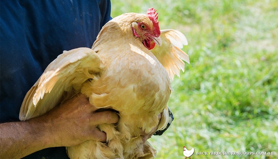 Why does my hen behave like a rooster - Chicken Coops and Tractors Australia