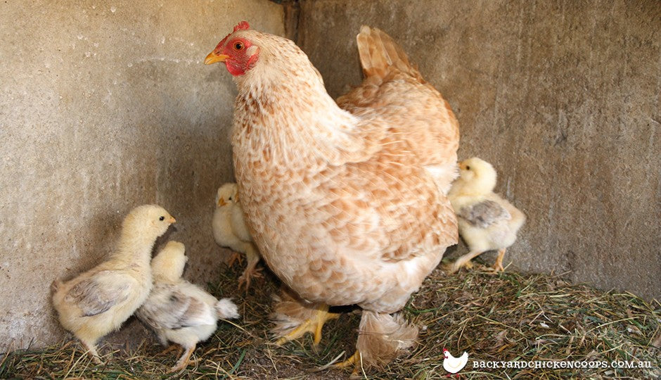 faverolles chicken in backyard