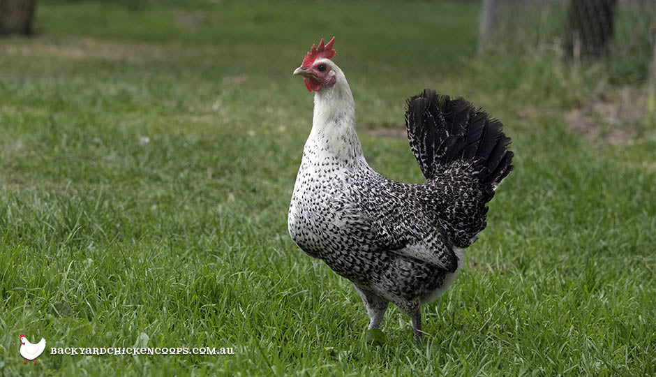 fayoumi chicken breed