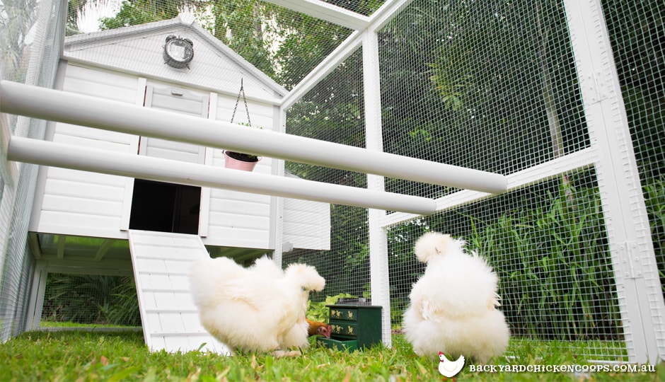 a spacious chicken coop run with silkie chickens