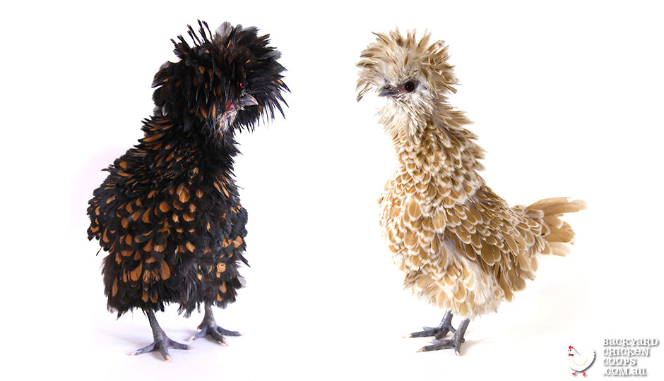 frizzle-chickens-are-glitzy-but-relaxed-and-easygoing