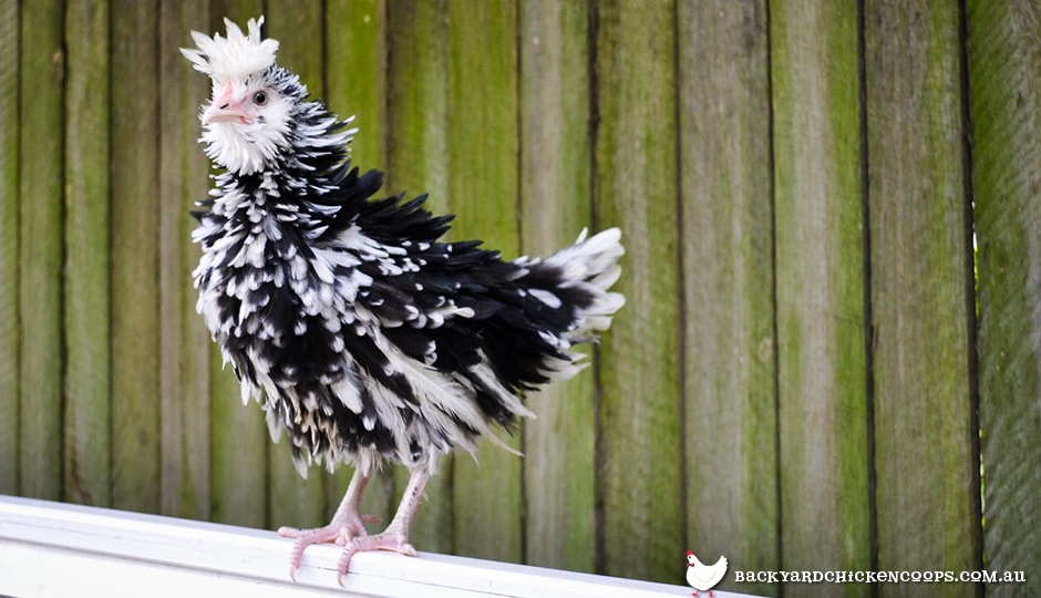 frizzle-chickens-can-still-lay-eggs-and-are-good-mothers