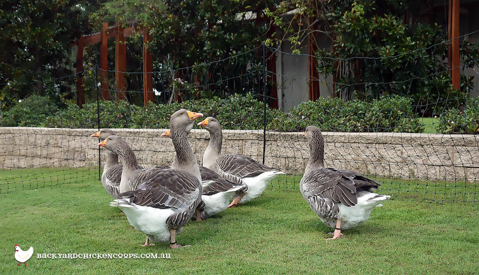 geese-with-electric-poultry-fencing