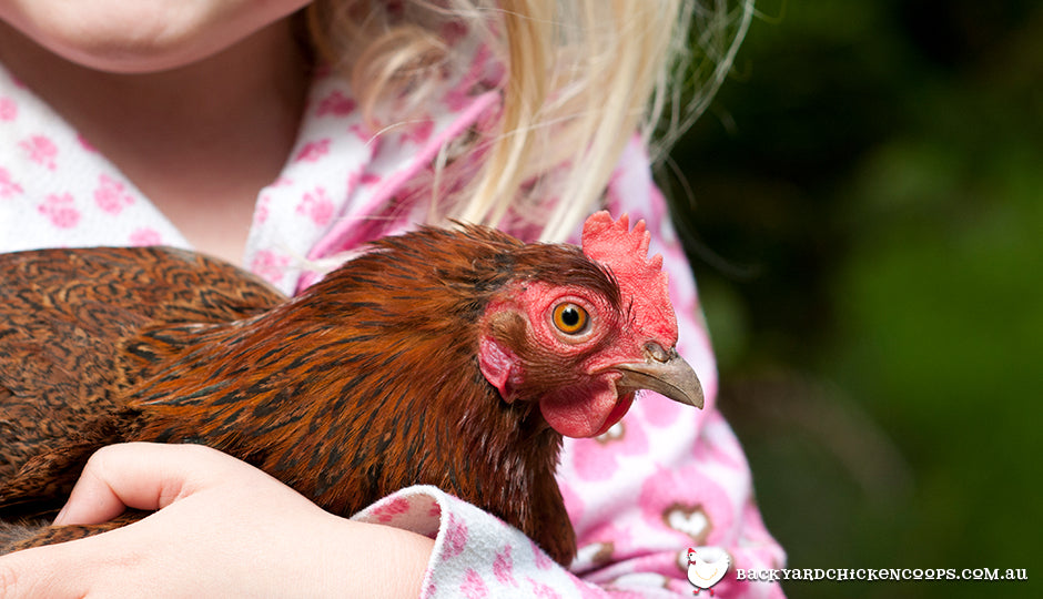 girl holding pet chicken in backyard