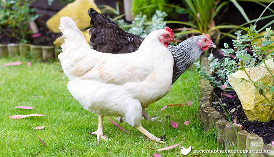 Why does my hen behave like a rooster - Chicken Coops and Tractors Australia