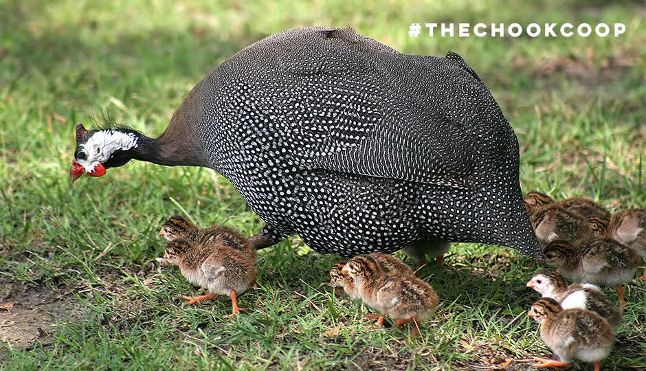 guinea fowl chicks