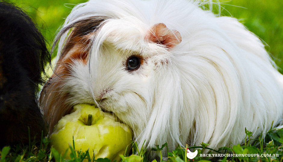 can guinea pigs have tomato