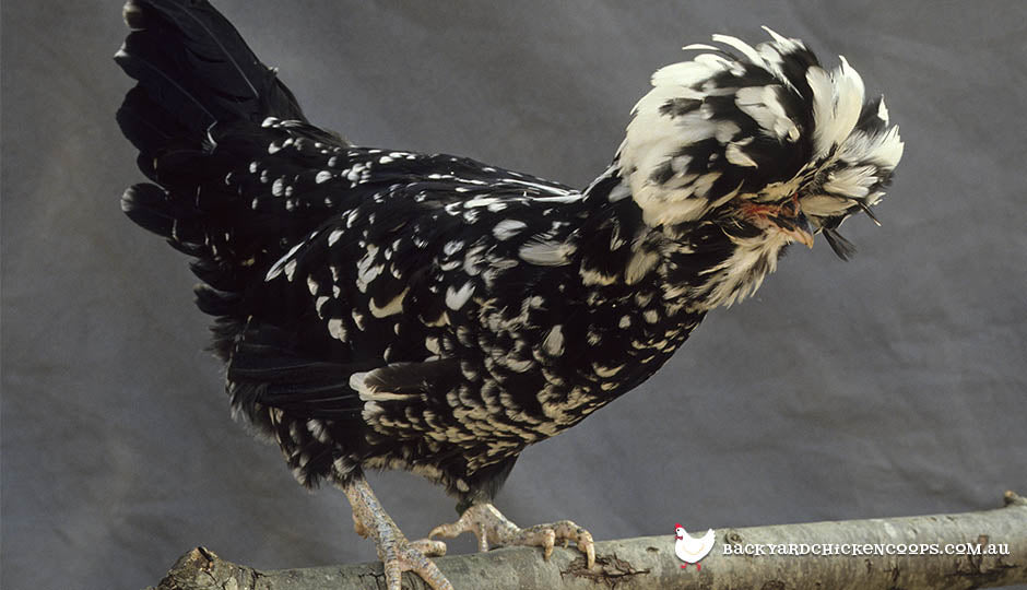 houdan chicken breed