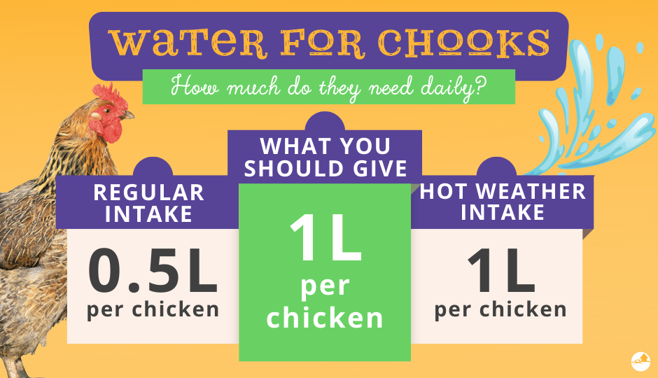 how much water does a chicken drink