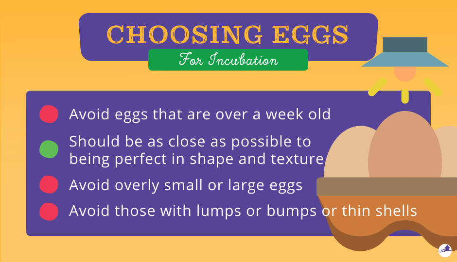 choosing eggs for incubation