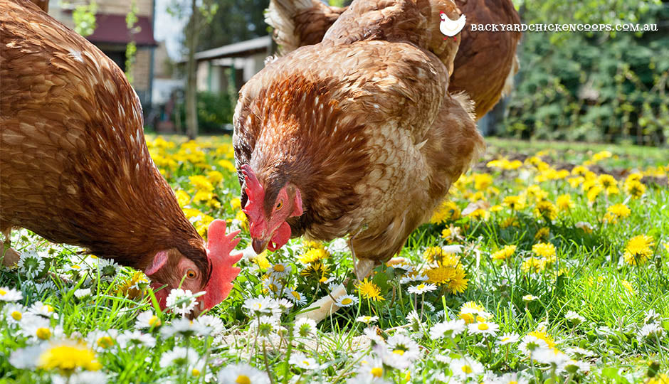 isa brown chicken breed