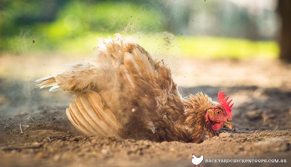 isa-brown-chicken-dust-bathing