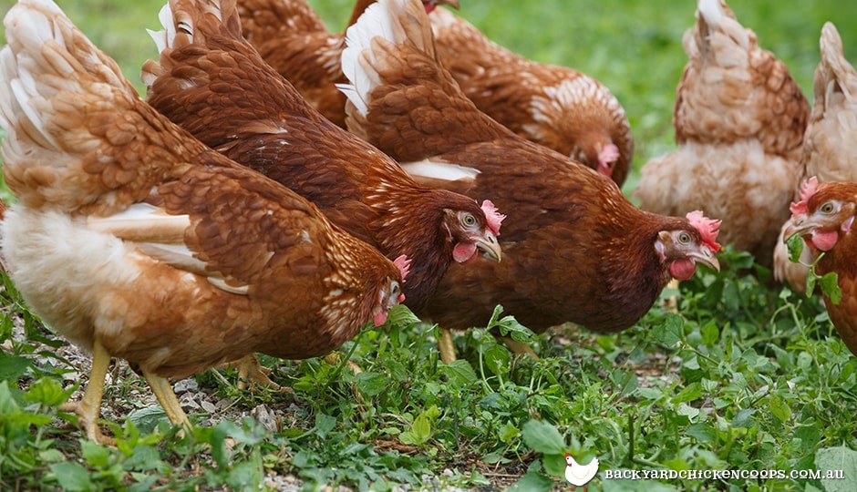 chickens contribute to a sustainable lifestyle - they add compost to your garden, and lay eggs for the breakfast table