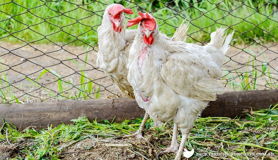 leghorn-hens-have-floppy-combs