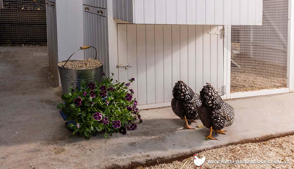 mansion chicken coop with wyandotte chooks