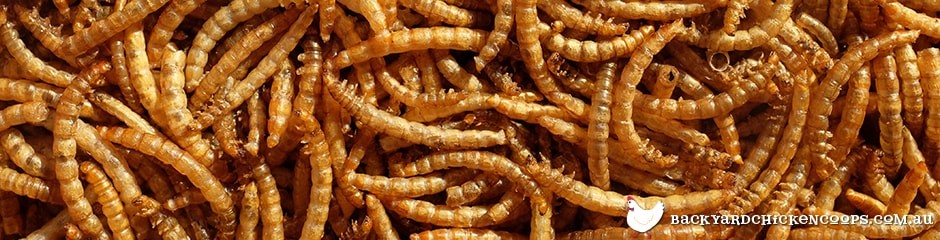 mealworms-for-chickens