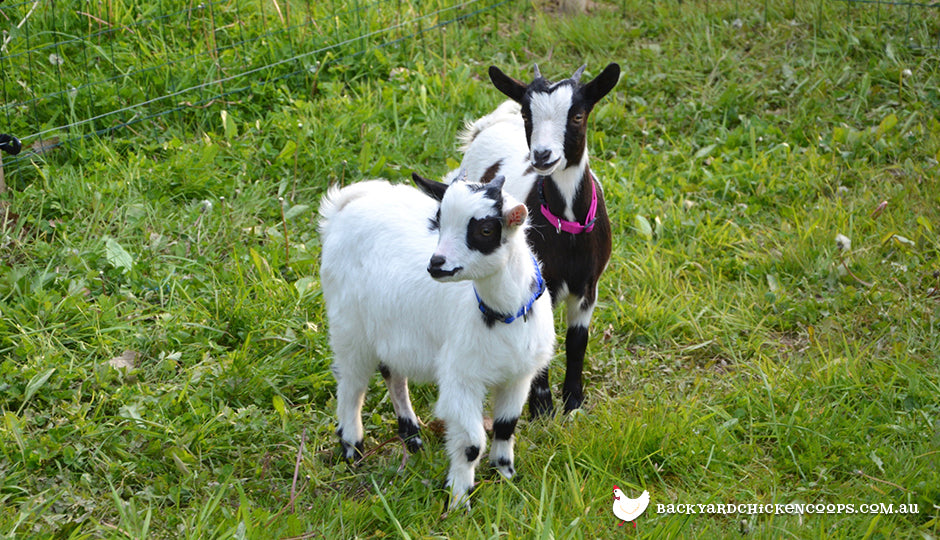 miniature goats in backyard