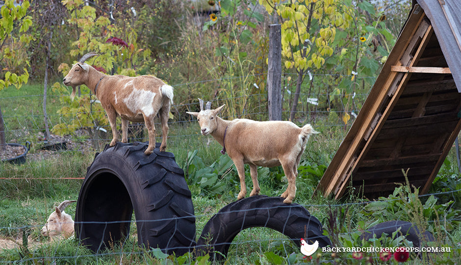 miniature-goats-shelter-in-backyard