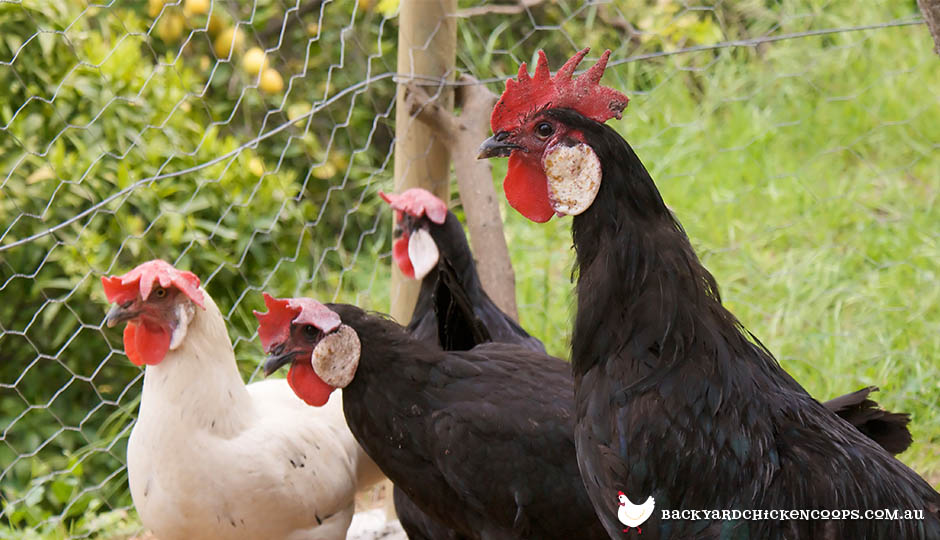 minorca chicken breed