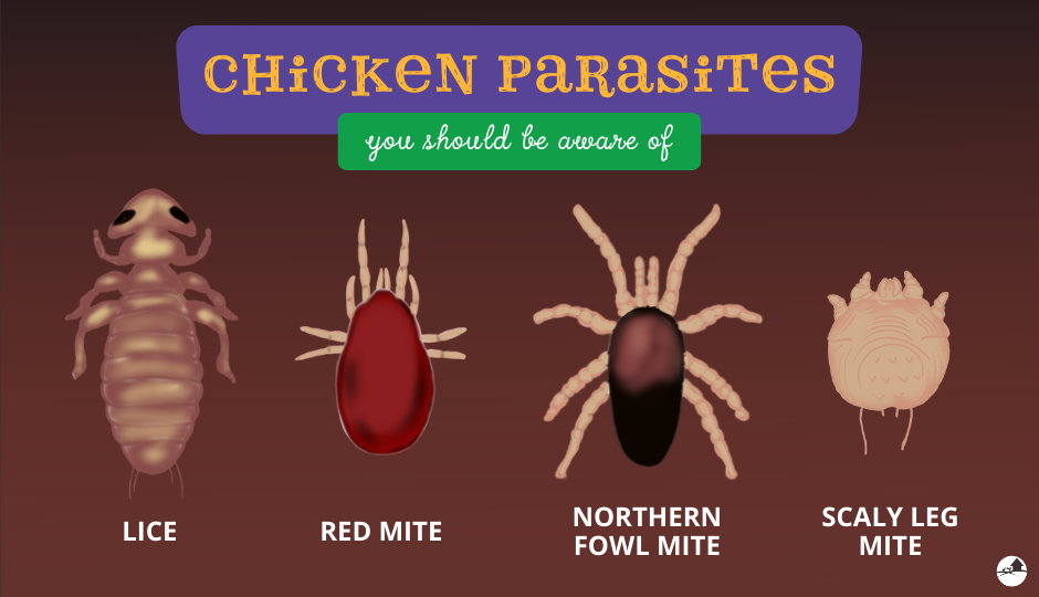 chicken parasites