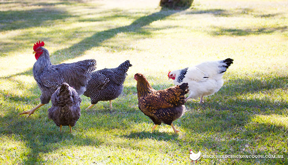 mixed chicken breed flock in backyard