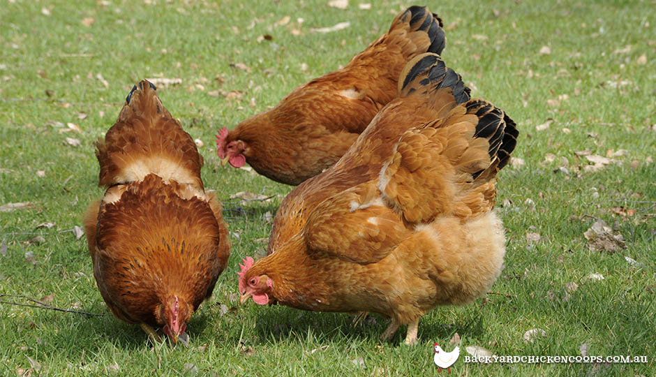 new hampshire chicken breed