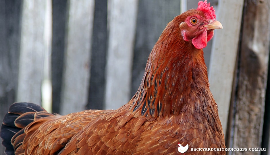 new-hampshire-chicken-hens-a-gentle-and-elegant-breed